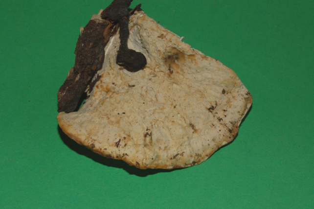 Aphyllophorales 5335 (Postia stiptica)